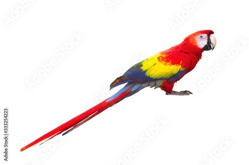 papagei, tier,  freigestellt, tierpark, hellroter ara, bunter ara, bunter papagei,  red macaw bird isolated on white background Ara ambigua Wildlife scene © Culipix