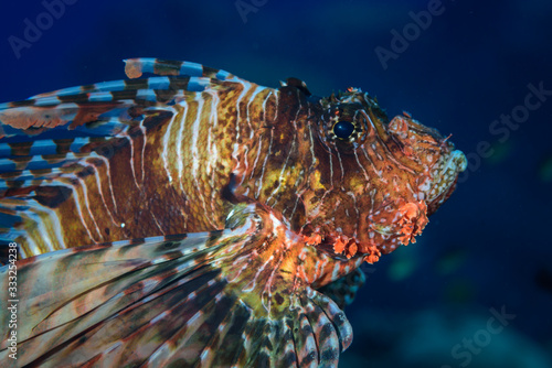 Obraz na plátne red scorpionfish (Scorpaena scrofa)