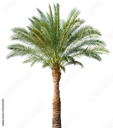 Palm tree isolated © lotus_studio