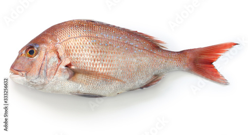 japanese red sea bream, Tai, Madai snapper, pagrus major isolated on white background photo