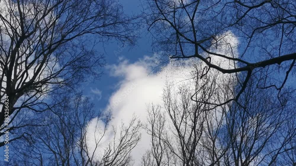 Wald Landschaft Bäume und Äste die im Wind wehen vor blauem Himmel Wald Landschaft Bäume und Äste die im Wind wehen vor blauem Himmel