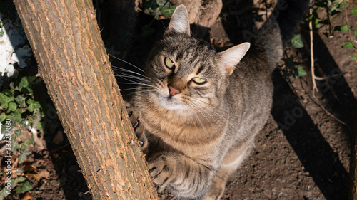 Striped cat sharp claws on a tree © Natasa