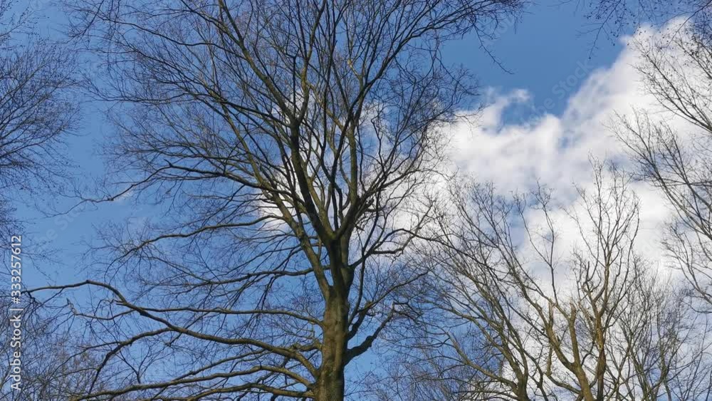 Wald Landschaft Bäume und Äste die im Wind wehen vor blauem Himmel Wald Landschaft Bäume und Äste die im Wind wehen vor blauem Himmel