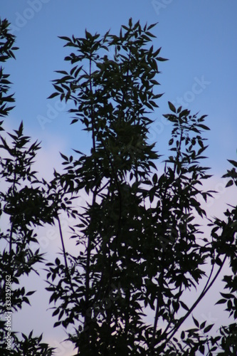 trees and blue sky