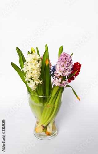 Spring fragrant flowers composition with purple, white and pink hyacinths in a transparent glass vase on white background.
