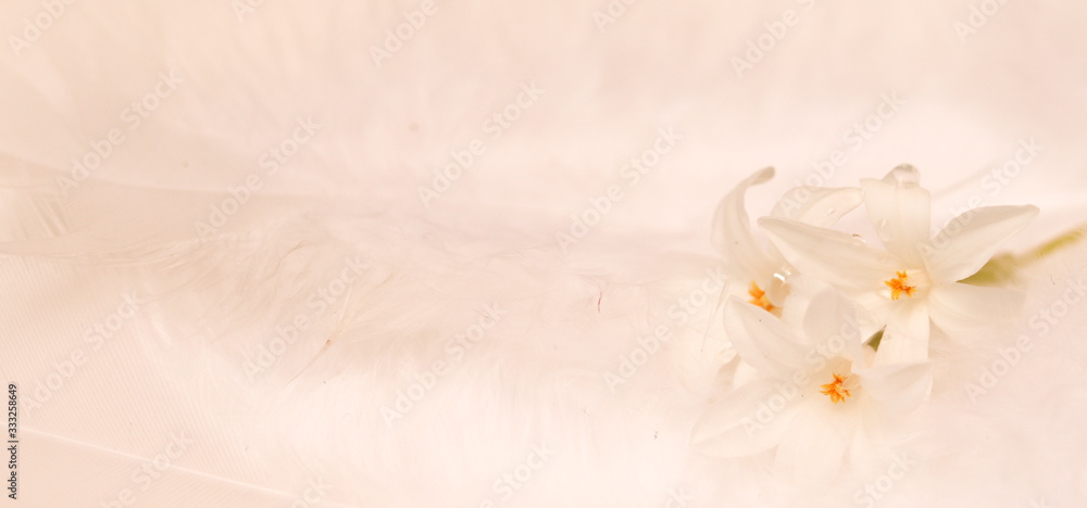 pastel soft background with a white flower - concept Birthday, Mother´s Day pastel soft background with a white flower - concept Birthday, Mother´s Day