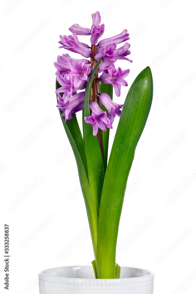 Gentle purple hyacinth