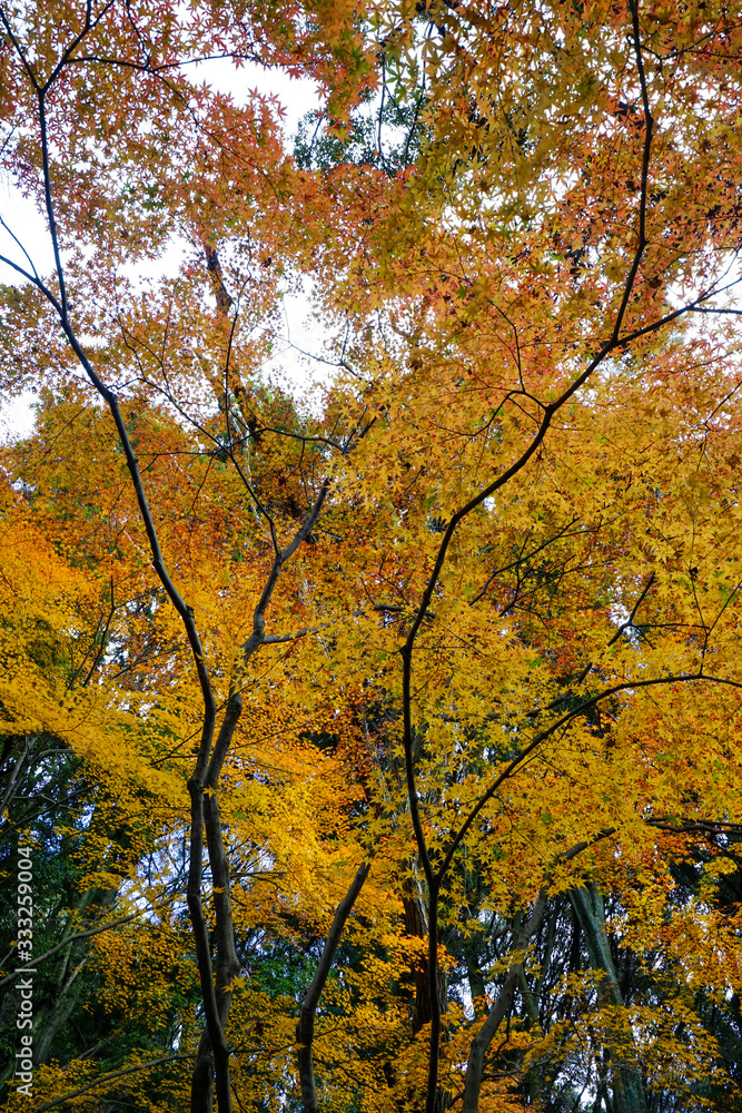 京都宇治の紅葉シーズン