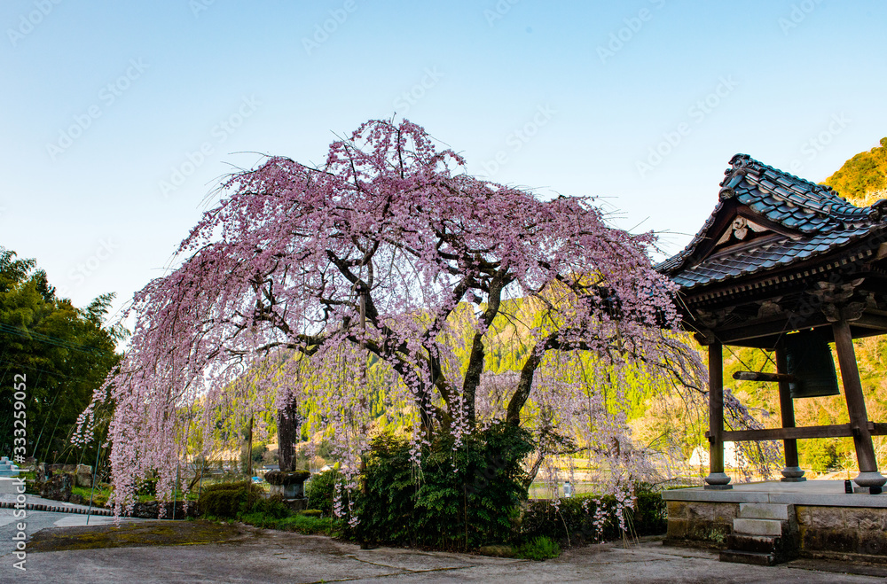 山国の枝垂れ桜