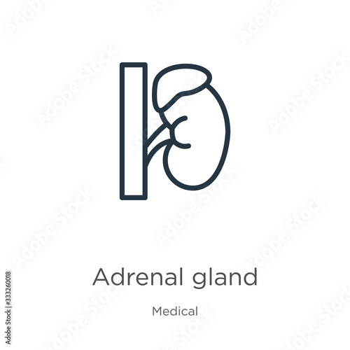 Adrenal gland icon. Thin linear adrenal gland outline icon isolated on white background from medical collection. Line vector sign, symbol for web and mobile