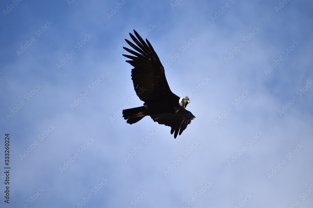 Obraz premium LIBERTAD