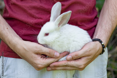 white fluffy rabbit in the hands of a man in a red t-shirt