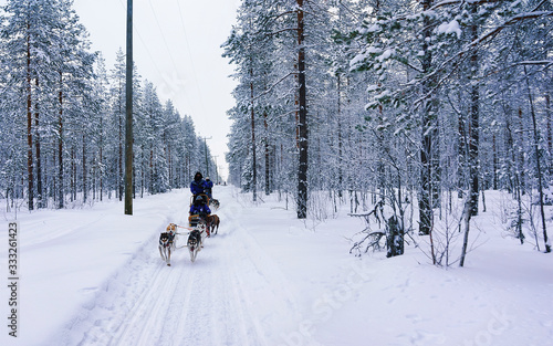 Husky sledge in Lapland forest Finland reflex