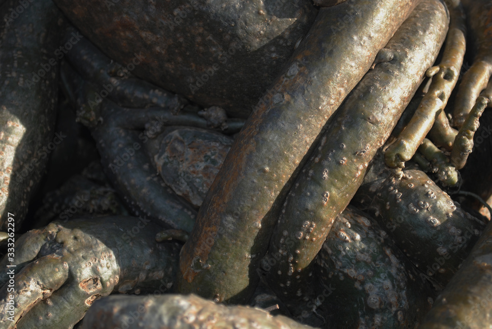 dark tree roots on forest ground, roots texture background. For designer.