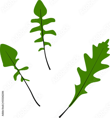 Vector illustration of arugula leaves in cartoon simple flat style isolated on white background. Healthy food concept. 