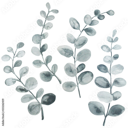 Grey eucalyptus leaves watercolor