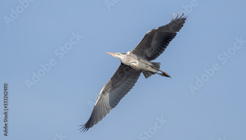 Grey Heron Flying