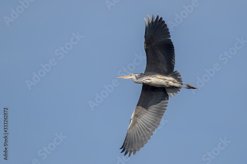 Grey Heron Flying © Simon Stobart