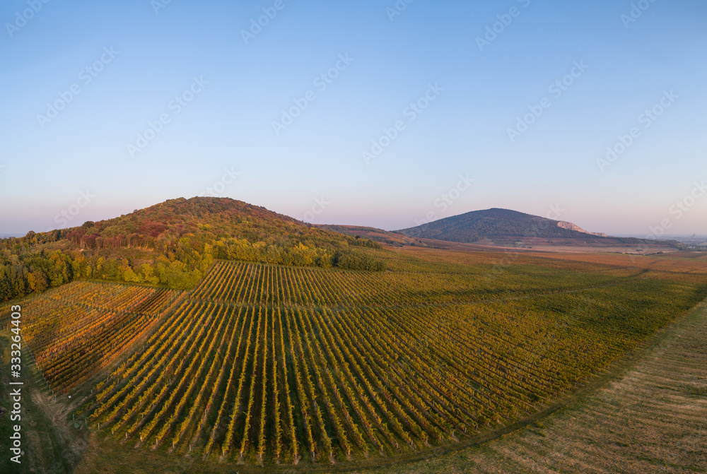 aerial view of beautiful autumn vineyard