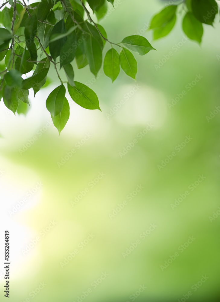 Close up of beautiful nature view green leaf on blurred greenery background under sunlight with bokeh and copy space using as background natural plants landscape, ecology wallpaper concept. Close up of beautiful nature view green leaf on blurred greenery background under sunlight with bokeh and copy space using as background natural plants landscape, ecology wallpaper concept.