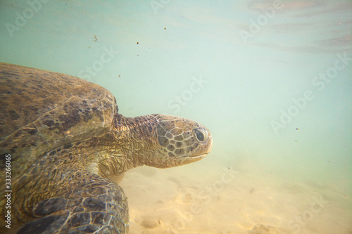 A large green turtle swims underwater in the Indian Ocean.