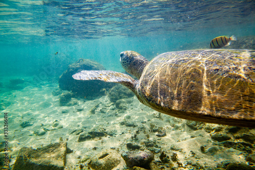 A large green turtle swims underwater in the Indian Ocean.