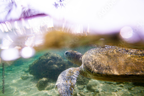 Fototapeta Naklejka Na Ścianę i Meble -  A large green turtle swims underwater in the Indian Ocean.