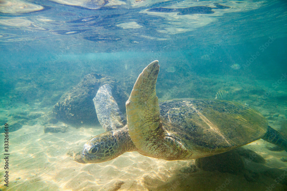 Obraz premium A large green turtle swims underwater in the Indian Ocean.
