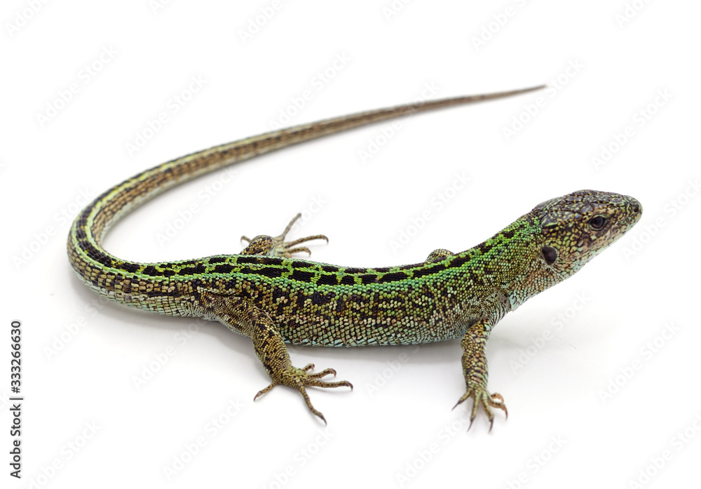 Naklejka premium One green lizard.