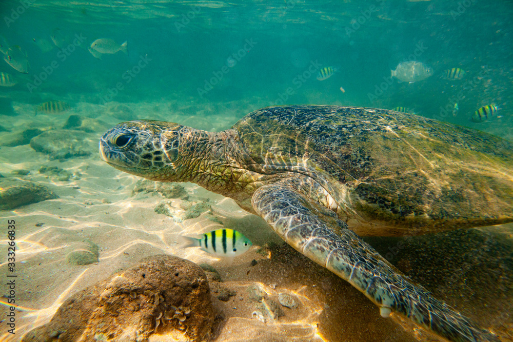 Obraz premium A large green turtle swims underwater in the Indian Ocean.