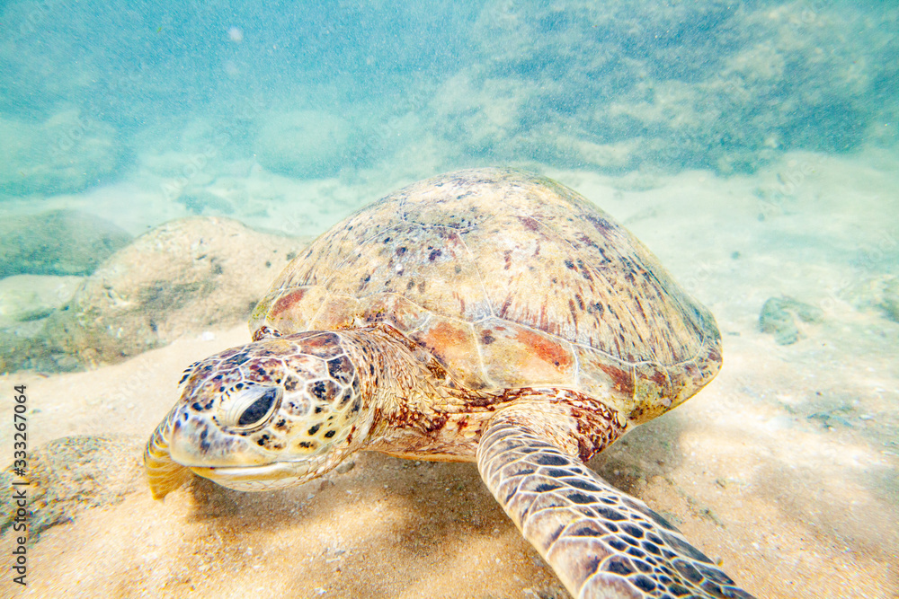 Obraz premium A large green turtle swims underwater in the Indian Ocean.