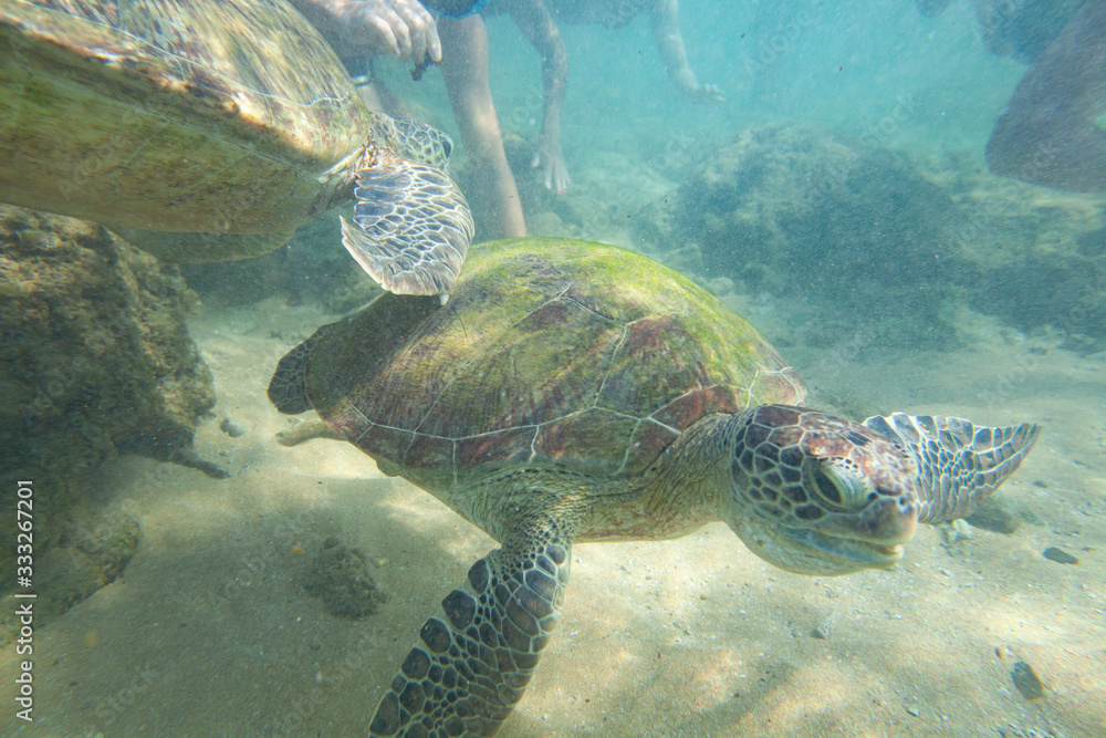 Obraz premium A large green turtle swims underwater in the Indian Ocean.