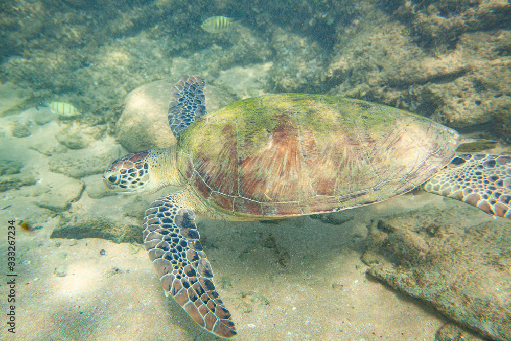 Obraz premium A large green turtle swims underwater in the Indian Ocean.