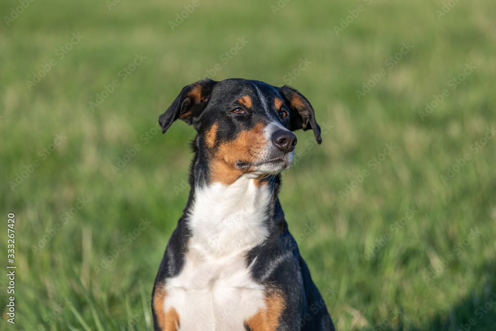 Appenzeller Mountain dog in the park on grass meadow