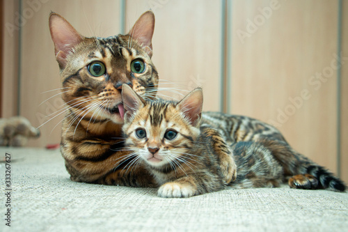 an adult cat caresses its Bengal kitten