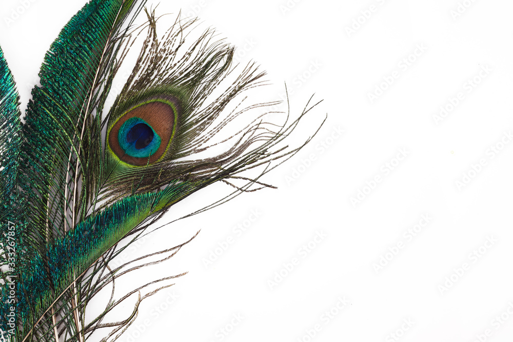 Obraz premium Peacock feather in royal style on white background. Tropical abstract background. Exotic bird.