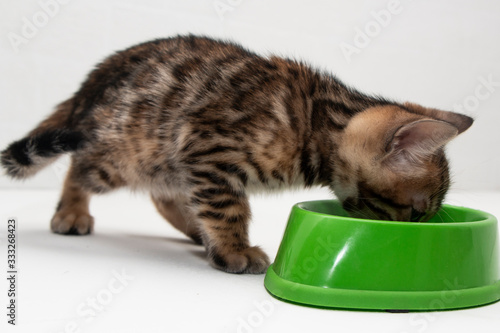 cute Bengal kitten eats from a green bowl