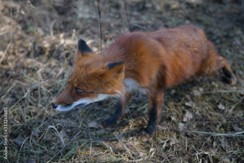 Cowardly red fox sneaking among dried field grass