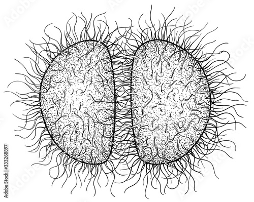 Gonorrhoeae virus, bacteria illustration, drawing, engraving, ink, line art, vector
