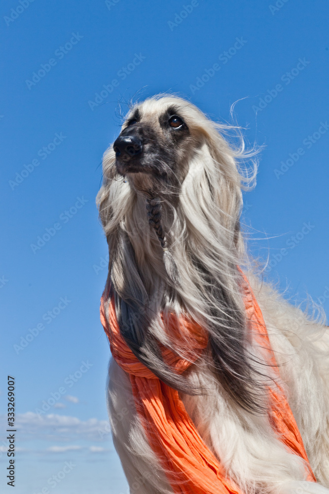 Dog breed Afghan Hound portrait in red scarf against blue sky Dog breed Afghan Hound portrait in red scarf against blue sky