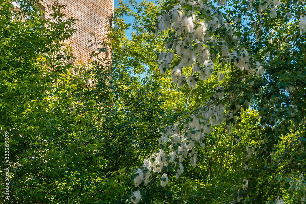 Fototapeta premium Poplar tree in the fluff