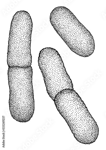 Yersinia pestis bacteria illustration, drawing, engraving, ink, line art, vector