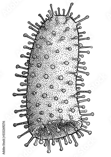 Rabies virus, bacteria illustration, drawing, engraving, ink, line art, vector