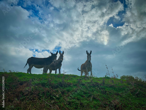 Group of donkeys on top of a hill.