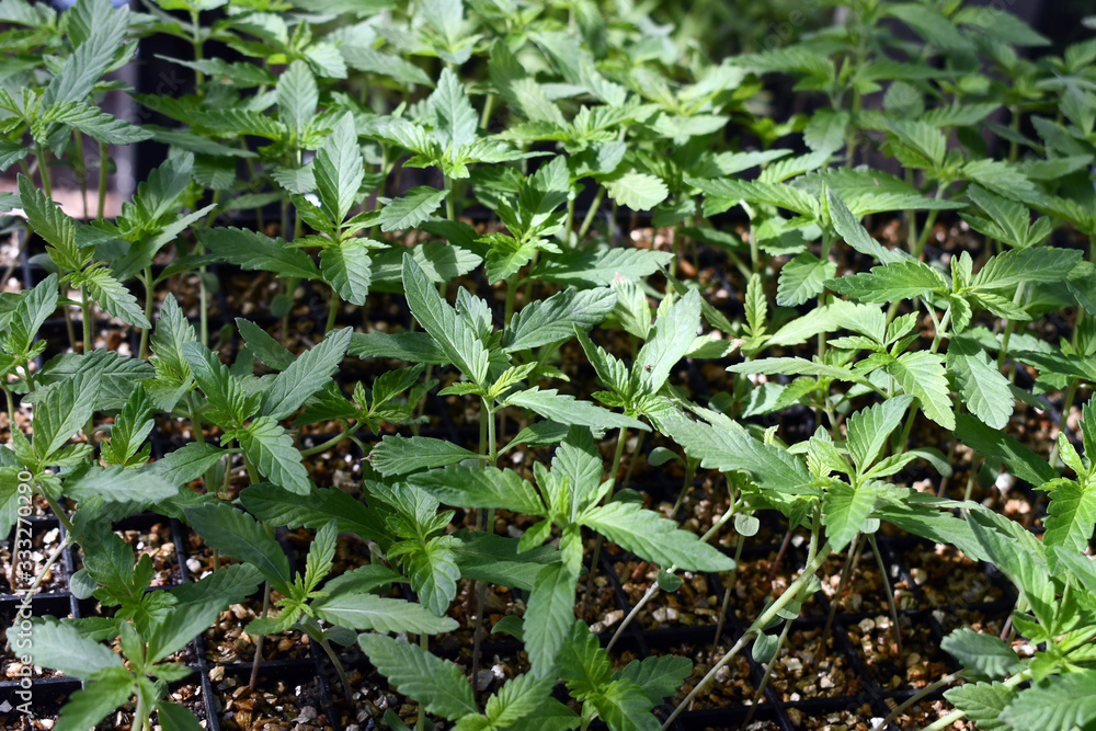 Look down at multiple himp plants ready to be planted Look down at multiple himp plants ready to be planted