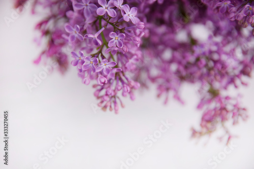 A branch of blossoming lilac  syringa  flowers. Lilac background. Lilac closeup.