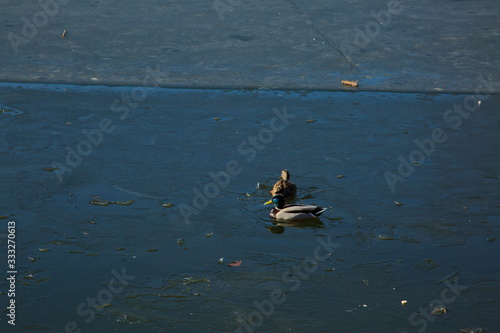 Photography Ducks on thin spring ice, Moscow, Russia.