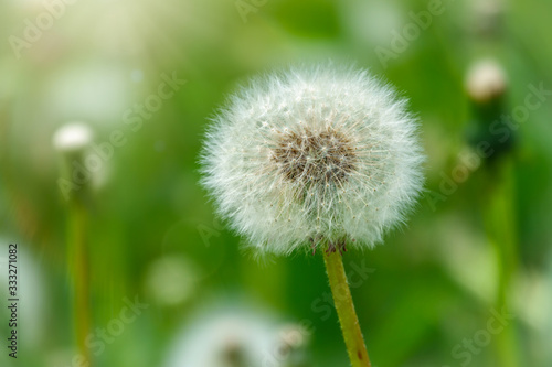 White dandelion with seeds. Blowball of Taraxacum plant