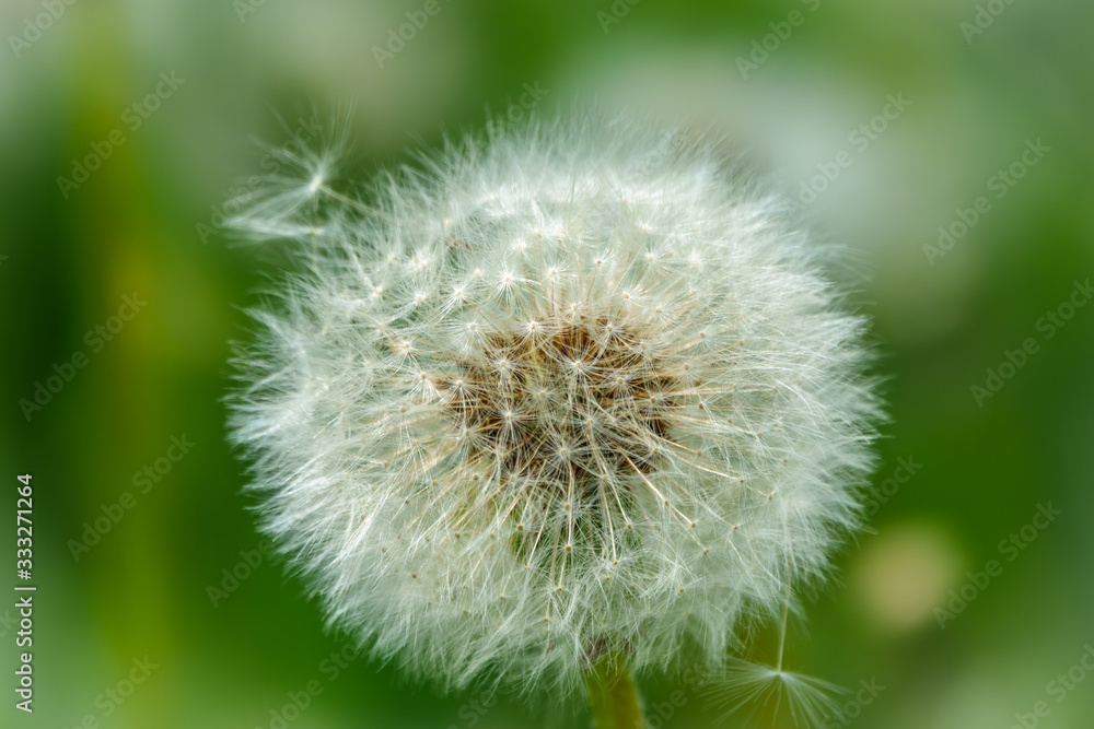 Fototapeta premium White dandelion with seeds. Blowball of Taraxacum plant