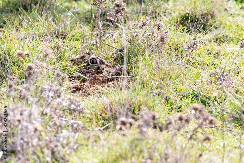 European hare head (Lepus europaeus) camouflaged among the vegetation. European hare head (Lepus europaeus) camouflaged among the vegetation.